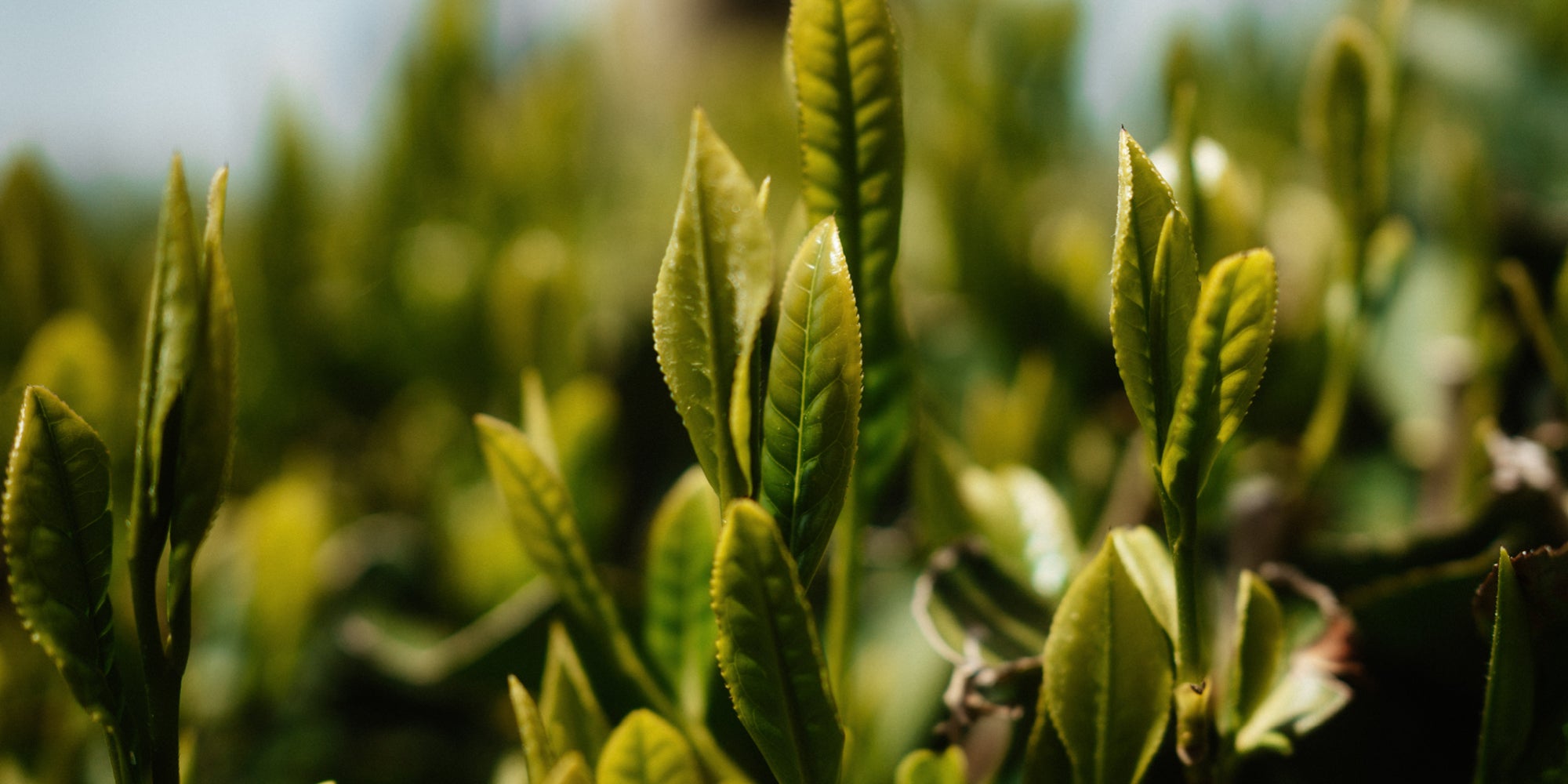 Nahaufnahme von grünen Teeblättern in einem Feld bei Tageslicht; einige Blätter sind scharf im Fokus, andere verschwimmen im Hintergrund
