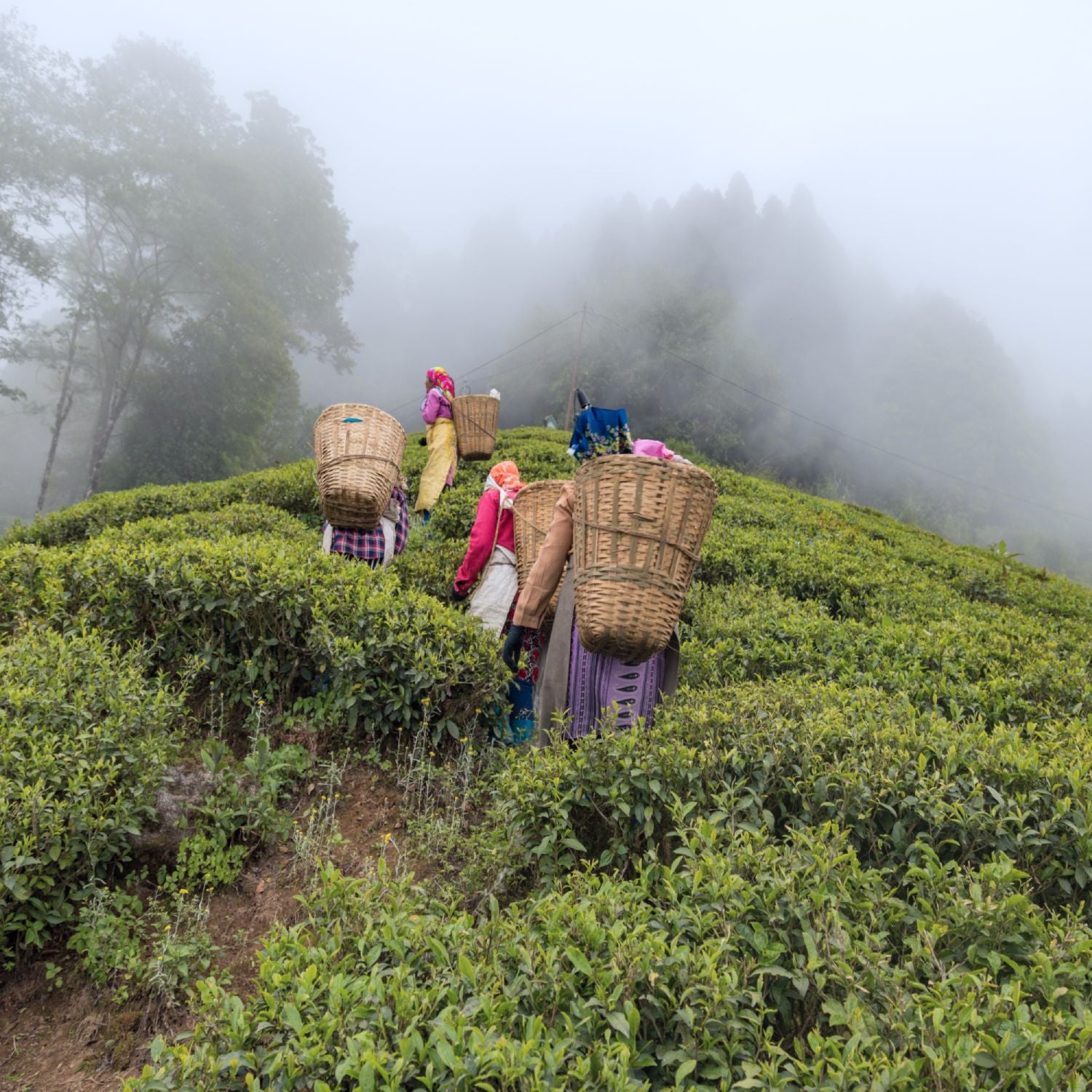 Sechs Frauen in traditioneller Kleidung tragen Körbe und wandern durch neblige Teeplantagen.
