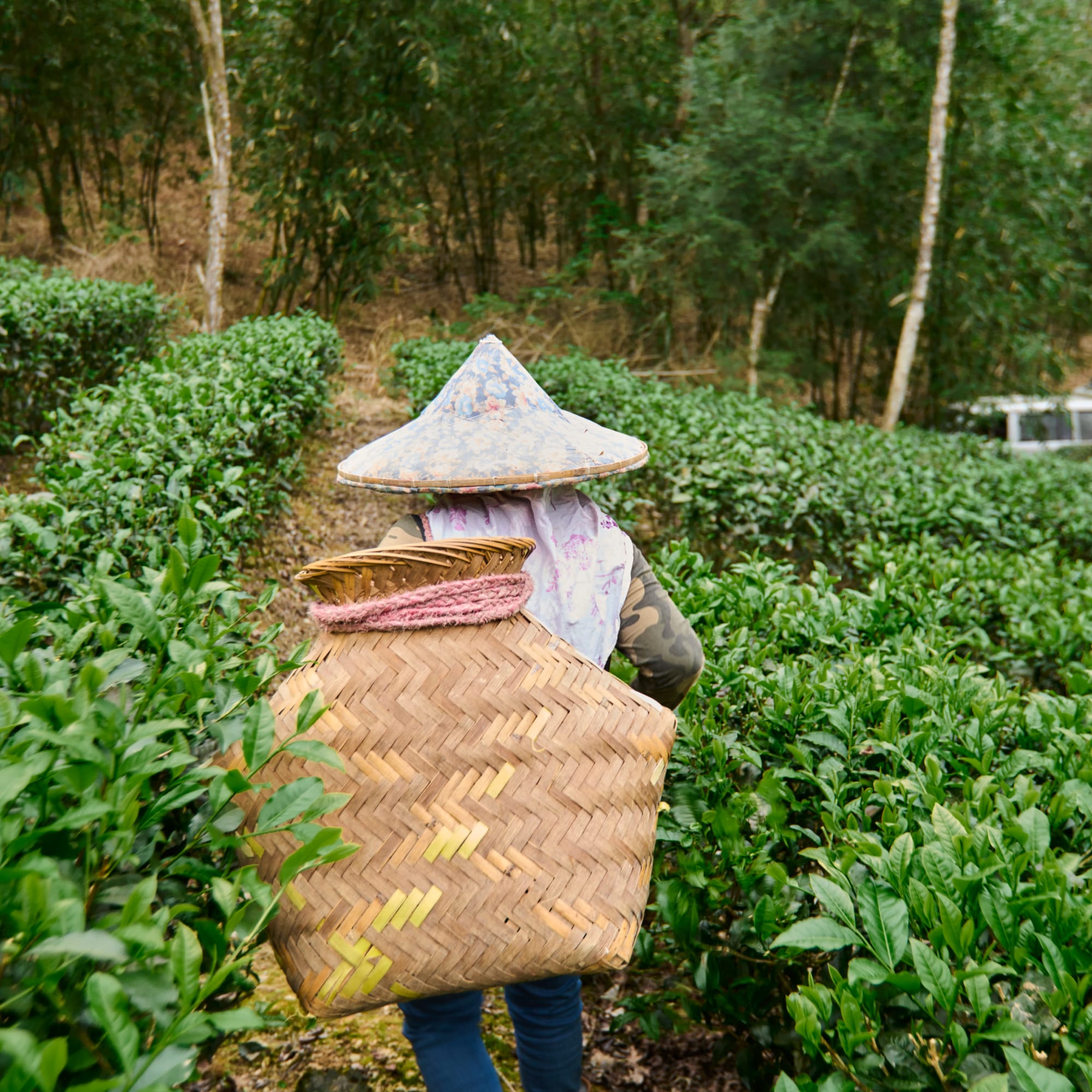 Person mit traditionellem Hut und Korb in grünen Teefeldern umgeben von Bäumen