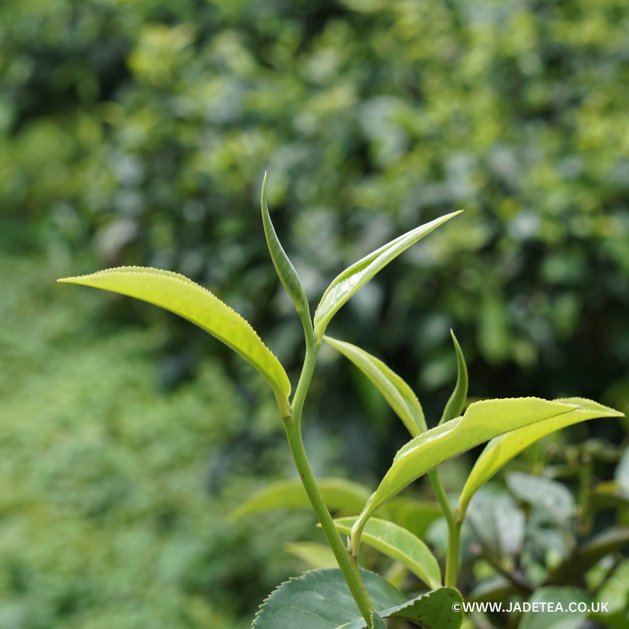 Frische grüne Teeblätter mit gezackten Rändern vor unscharfem Teegarten-Hintergrund.