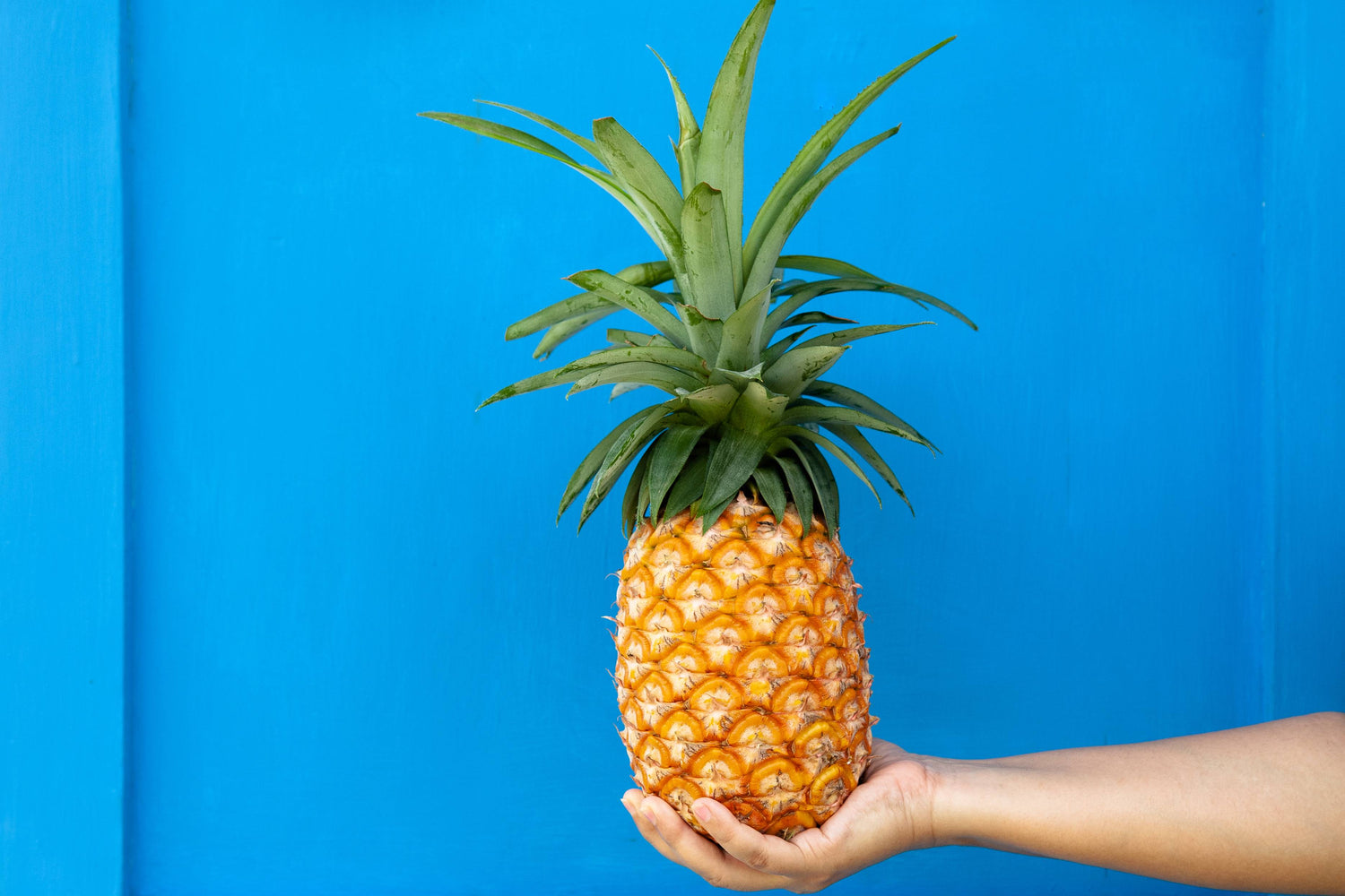Reife Ananas mit brauner Schale und grünen Blättern, von einer Hand vor blauem Hintergrund gehalten