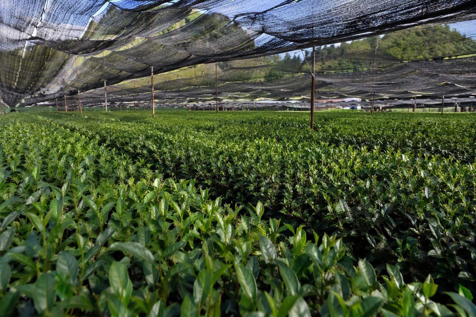 Üppiges grünes Teefeld mit Beschattungsnetz, umgeben von Bäumen und Landschaft