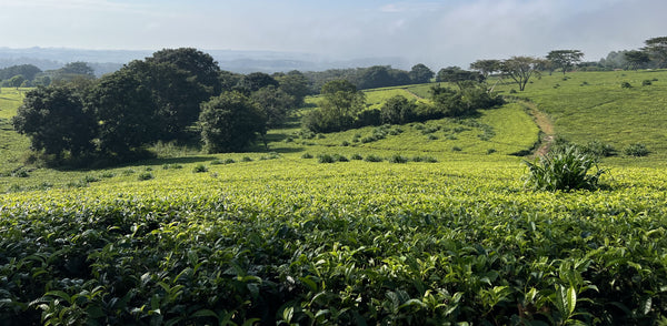 Feld mit Teepflanzen in Malawi