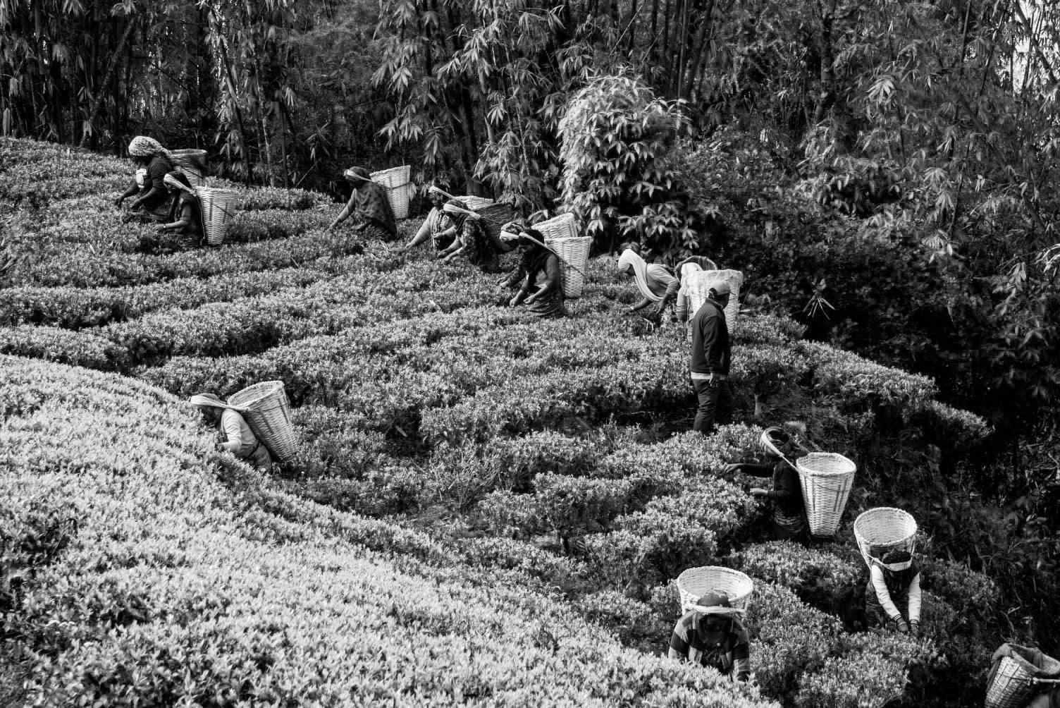Teepflückerinnen auf dem Feld von Jun Chiyabari in Nepal bei der Teeernte
