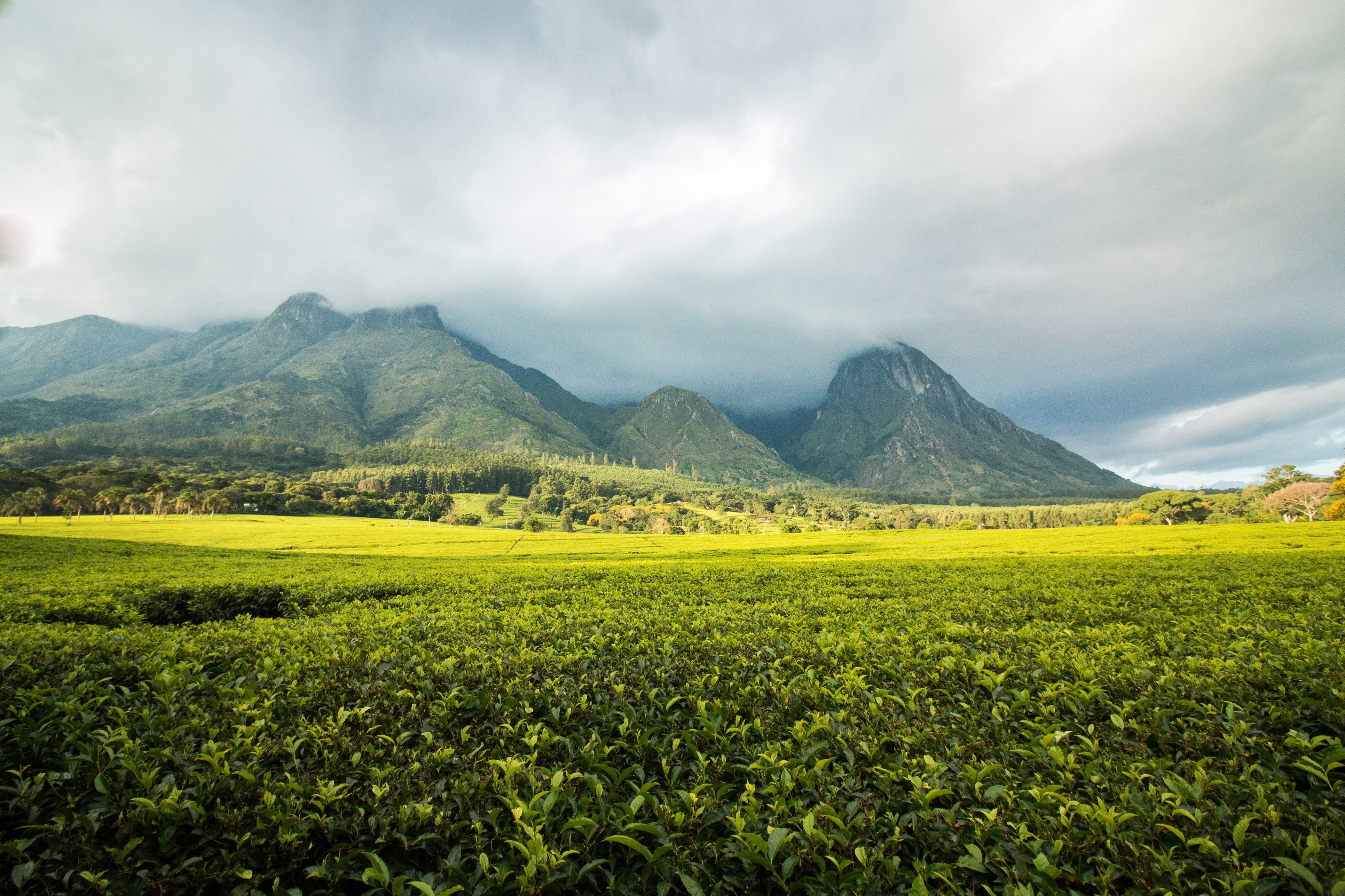 Unsere Partner vorgestellt: Das Satemwa Tea Estate aus Malawi