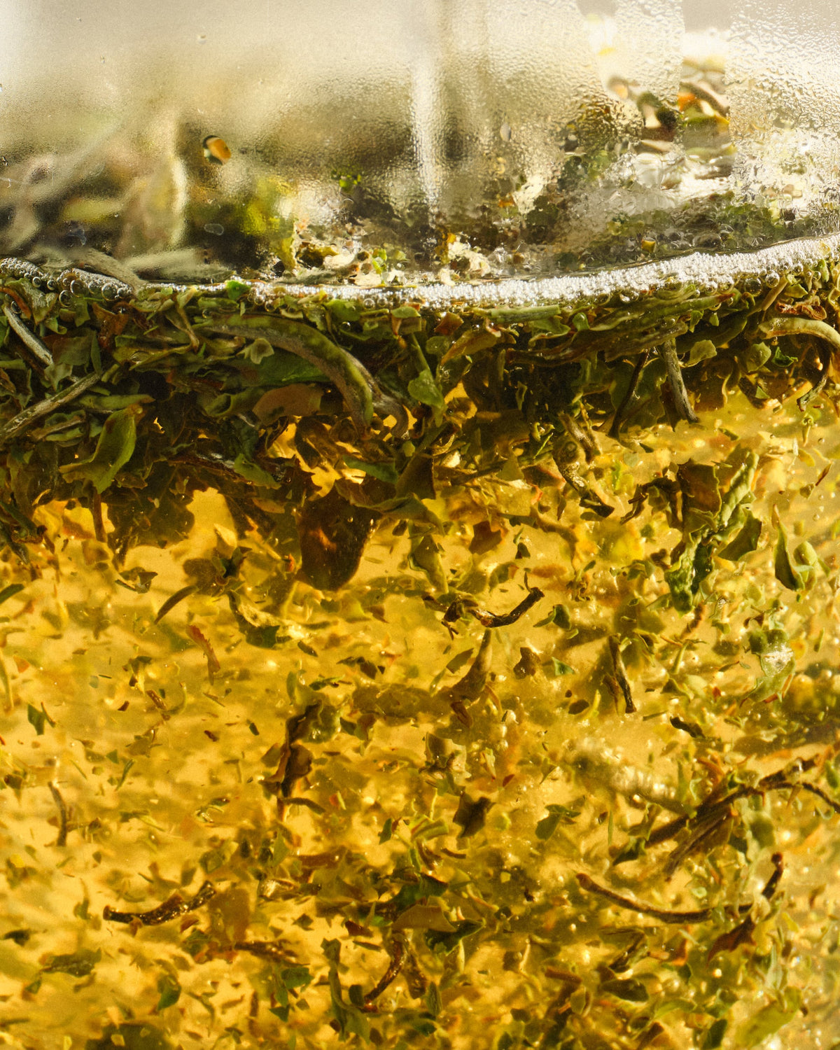 Grüne und braune Teeblätter im klaren Wasser eines transparenten Behälters mit goldgelber Flüssigkeit und Bläschen.