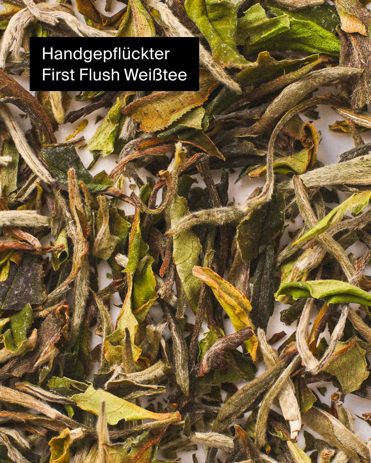Nahaufnahme von handgepflückten First Flush Weißteeblättern mit grünen, braunen und weißen Spitzen.